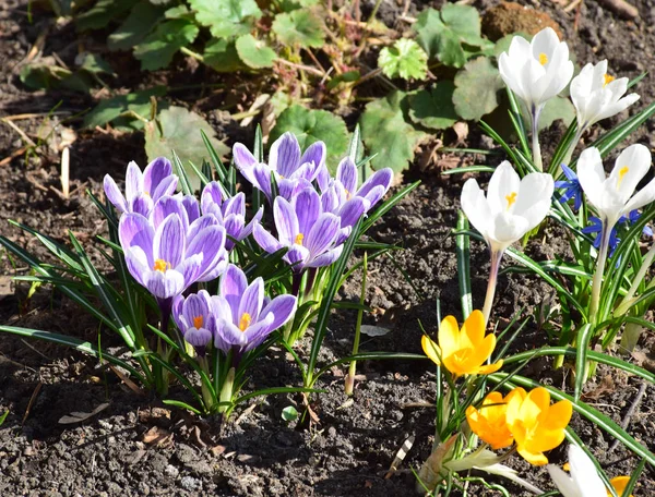 Spring came and the first spring flowers appeared. Russia, Moscow, April 2019