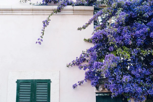 Fachada Casa Com Flores Roxas — Fotografia de Stock