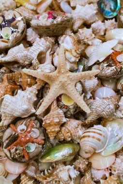 deniz kabuğu masanın arkasına serilmişti.