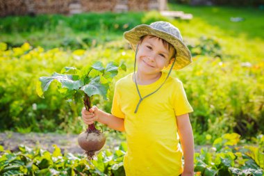 Bir avuç taze organik havuç ve pancar iç bahçede tutan şirin küçük çocuk