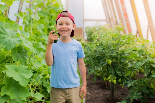 Staunend Hält Ein Kind Eine Große Riesengurke Gewächshaus Landwirtschaft Und — Stockfoto