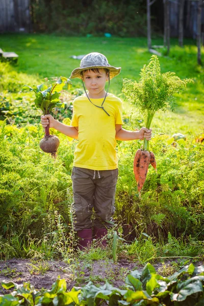 Netter kleiner Junge mit einem Bündel frischer Bio-Möhren und -Rüben im heimischen Garten — Stockfoto