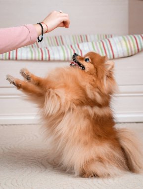 Köpek ırkı olan genç kız Spitz evinde evcil bir hayvanla yerde seviniyor. Evcil hayvan bakımı ve eğitimi. İçerik Fluffy köpek yavrusu. Uzun saçlı Pomeranya 'lıya. Turuncu kırmızı