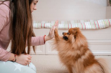Köpek ırkı olan genç kız Spitz evinde evcil bir hayvanla yerde seviniyor. Evcil hayvan bakımı ve eğitimi. İçerik Fluffy köpek yavrusu. Uzun saçlı Pomeranya 'lıya. Turuncu kırmızı