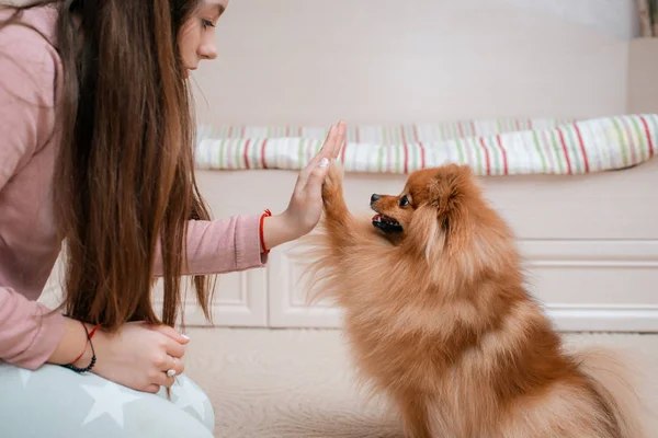 犬の品種の少女スピッツは床の上に自宅でペットと喜びます ペットの世話と訓練 コンテンツふわふわ子犬 新郎長い髪ポメラニアに オレンジレッド — ストック写真