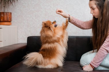 Köpek soyundan genç bir kız. Spitz evinde evcil bir hayvanla eğleniyor..