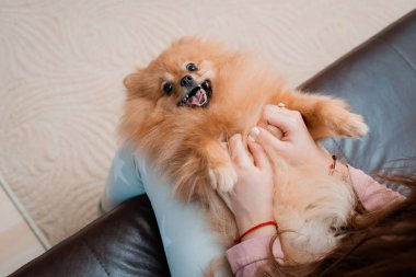 Köpek soyundan genç bir kız. Spitz evinde evcil bir hayvanla eğleniyor..