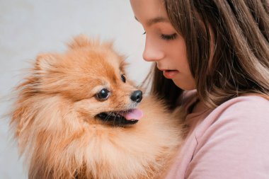 Köpek soyundan genç bir kız. Spitz evinde evcil bir hayvanla eğleniyor..