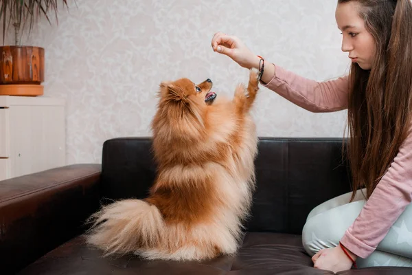 Teenage girl with a dog breed Spitz rejoices with a pet at home on the floor. — Stock Photo, Image