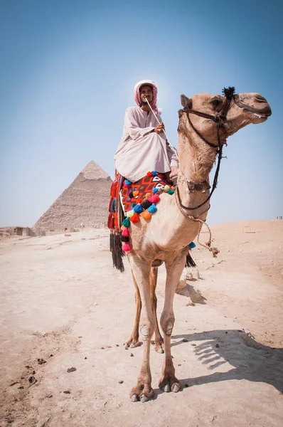 Nômade em camelo perto de pirâmides no deserto egípcio — Fotografia de Stock