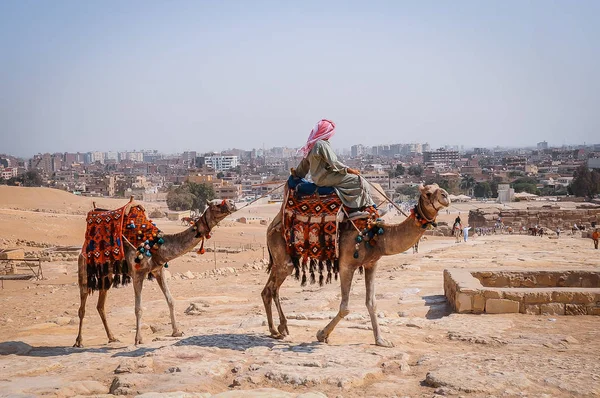 Nomade su cammello vicino alle piramidi nel deserto egiziano — Foto Stock