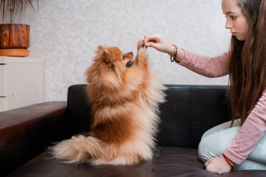 Köpek soyundan genç bir kız. Spitz evinde evcil bir hayvanla eğleniyor..