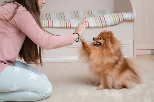 Köpek soyundan genç bir kız. Spitz evinde evcil bir hayvanla eğleniyor.. — Stok fotoğraf