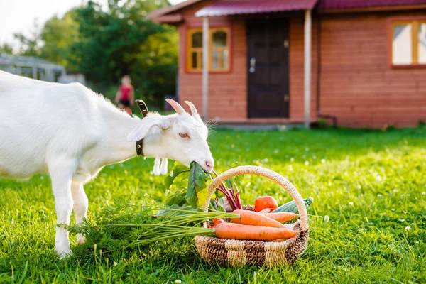 Fehér kecske rágja farm zöldség háttér falu ház szabadban. Az egészséges táplálkozás fogalma. — Stock Fotó