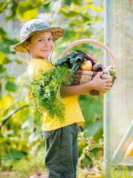 Schattige kleine jongen houden een heleboel verse biologische groenten in de binnenlandse tuin. — Stockfoto