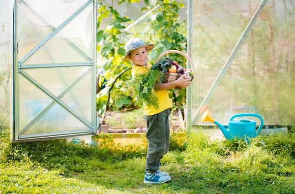 Schattige kleine jongen houden een heleboel verse biologische groenten in de binnenlandse tuin. — Stockfoto