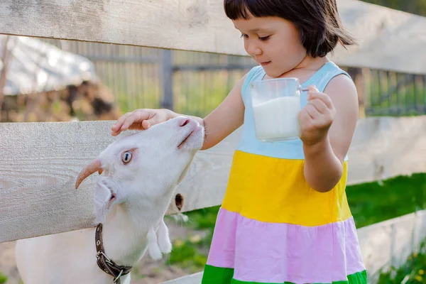 Una niña está alimentando a una cabra en el césped un verano soleado, en un país en Rusia . —  Fotos de Stock