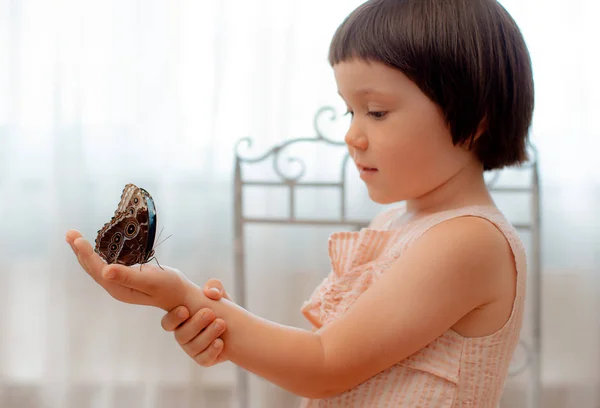 Borboleta tropical Morpho sentado na mão de uma criança, macro . — Fotografia de Stock