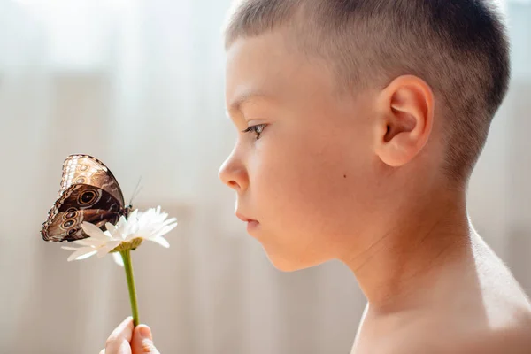 Tropical butterfly Morpho sitting on the hand of a child, macro. — Stock Photo, Image