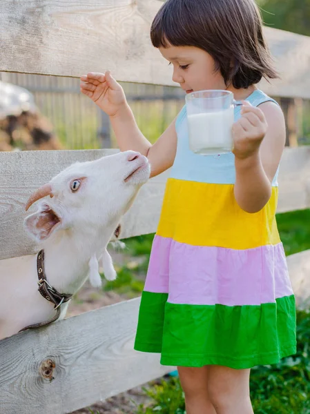 Una niña está alimentando a una cabra en el césped un verano soleado, en un país en Rusia . —  Fotos de Stock