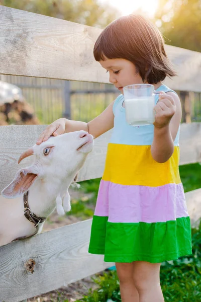 Una niña está alimentando a una cabra en el césped un verano soleado, en un país en Rusia . —  Fotos de Stock