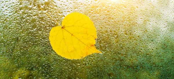 Foglie autunnali gialle attaccate alla finestra bagnata. Il vetro in gocce di pioggia. — Foto Stock