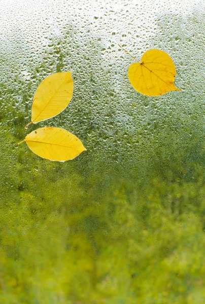 Foglie autunnali gialle attaccate alla finestra bagnata. Il vetro in gocce di pioggia. — Foto Stock