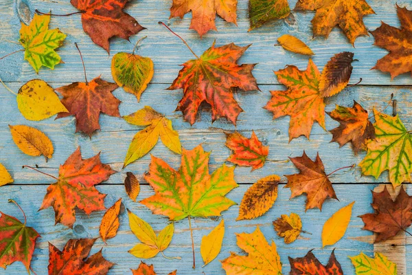 旧蓝色木制背景上的秋天黄叶. — 图库照片