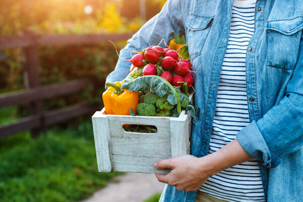 Young 30-35 years old beautiful Woman farmer in hat with box of fresh ecological vegetables on garden background at sunset.