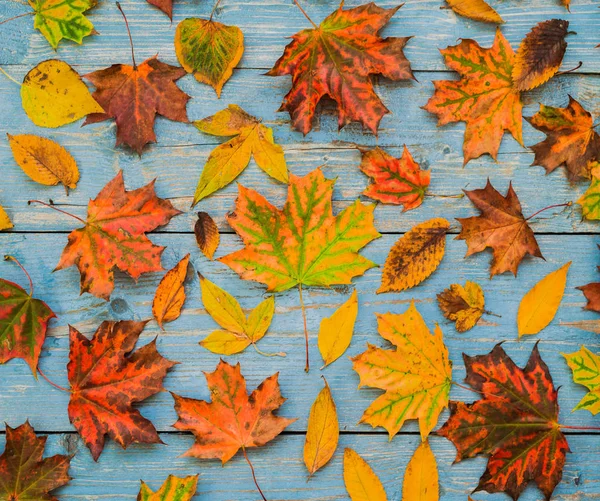 旧蓝色木制背景上的秋天黄叶. — 图库照片