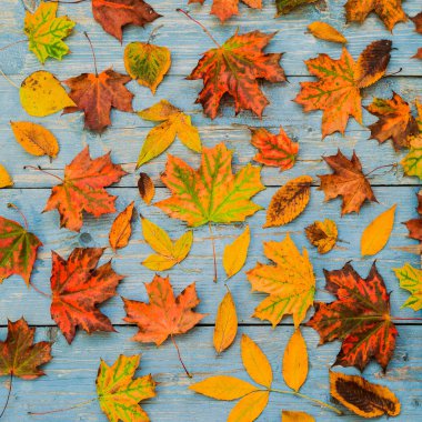 Sonbahar sarı yaprakları eski mavi ahşap arka planda.