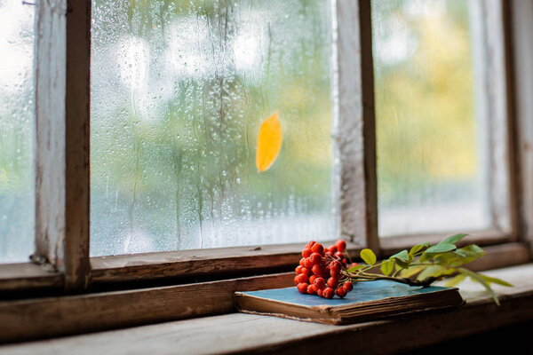 Rowan branch on the background of the village wooden wet window, copy space.