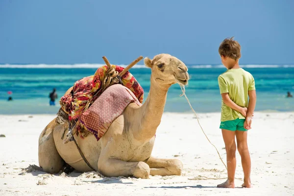 Bambino e cammello la spiaggia — Foto Stock