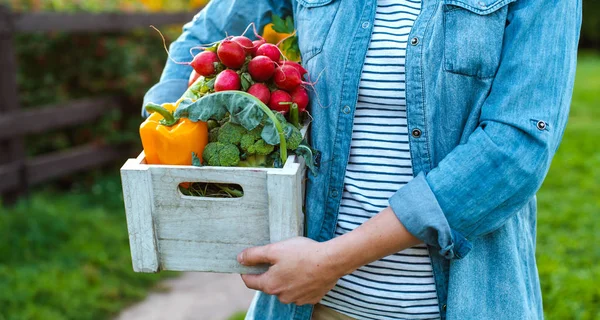 Giovane 30-35 anni bella donna contadino in cappello con scatola di verdure ecologiche fresche su sfondo giardino al tramonto. Immagine Stock