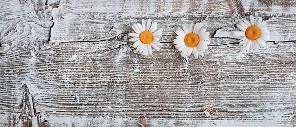 Chamomile flowers white old wooden background. — Stock Photo, Image