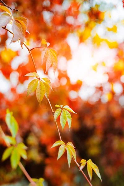 Autunno disegno di sfondo con colorate foglie rosse e gialle di pianta bindweed con spazio libero offuscata — Foto Stock