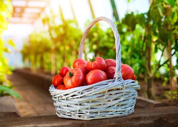 토마토는 배경에 바구니에 담는다 정원가꾸기 — 스톡 사진