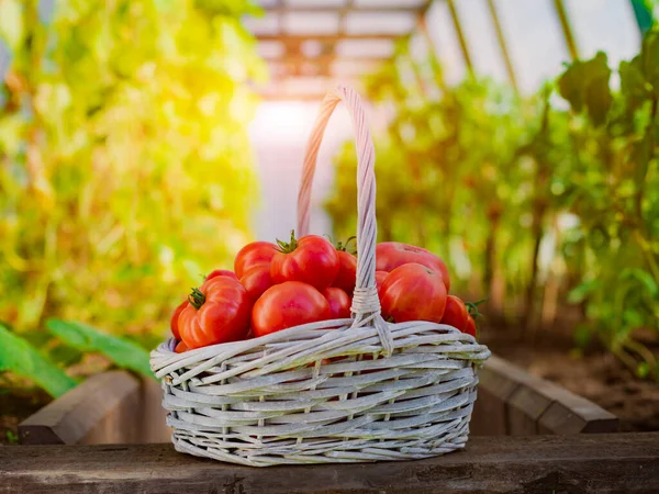 Ripe Tomatoes Basket Background Greenhouse Garden Ripe Crops Gardening Vegetables — Stock Photo, Image