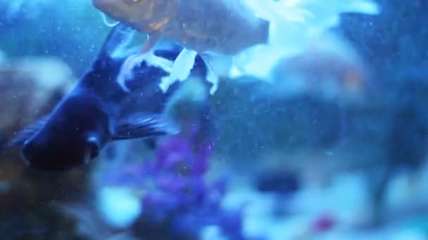 Gele Goldfish Zwemmen Aquarium — Stockvideo