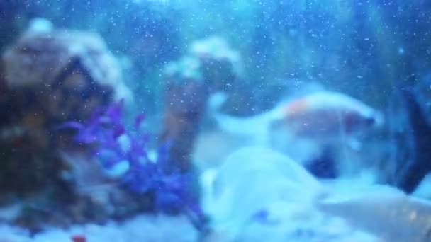 水族館の水の中で美しい魚の水泳の閉鎖 リアルタイムHdビデオ映像 — ストック動画