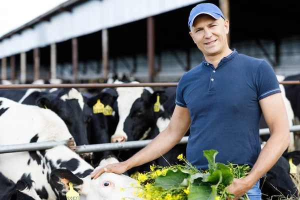 Agricultor positivo está alimentando vacas — Foto de Stock