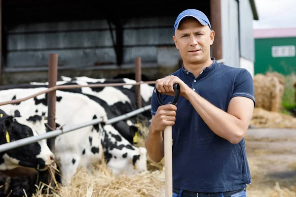 Rolnik w gospodarstwie z krów mlecznych — Zdjęcie stockowe