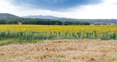gökyüzüne karşı ayçiçeği tarlası