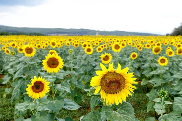 Zonnebloemenveld Met Bewolkte Blauwe Lucht — Stockfoto