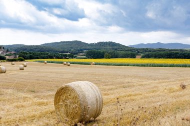 saman-roll üzerinde çayır alan ayçiçeği karşı