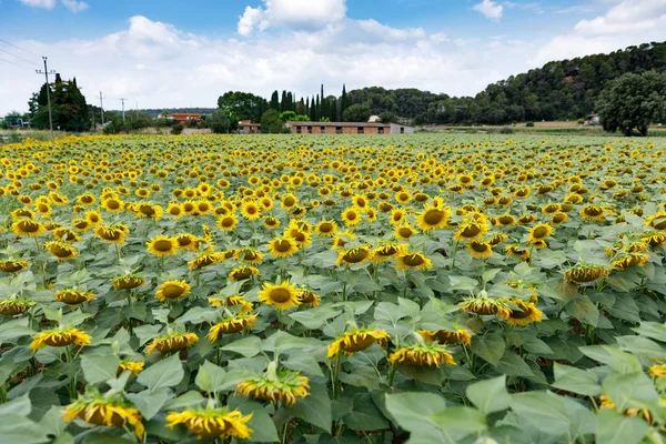 Champ de tournesols contre le ciel — Photo