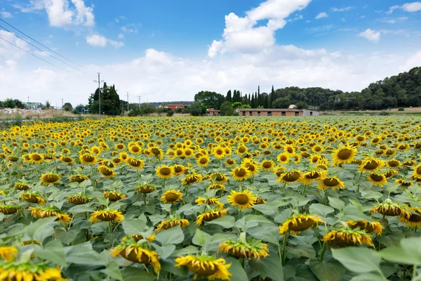 Campo de girassóis contra o céu — Fotografia de Stock