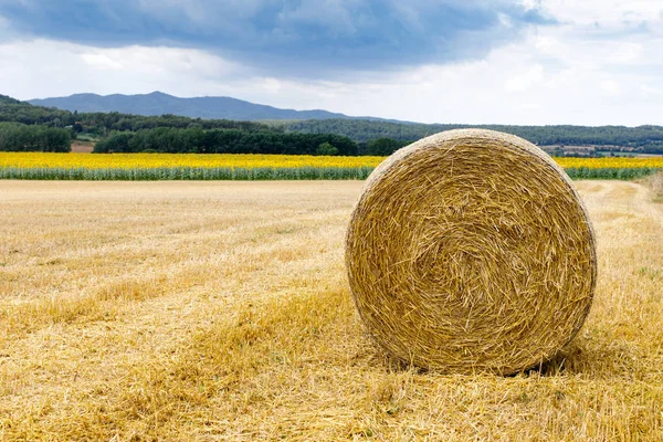 Hay-roll on meadow against field sunflowers — Stock Photo, Image