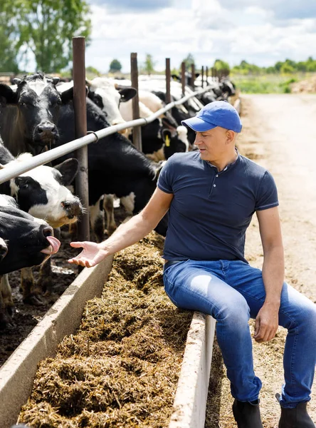 Agricultor en granja con vacas lecheras — Foto de Stock