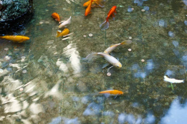 Ikan di kolam renang dengan koin — Stok Foto